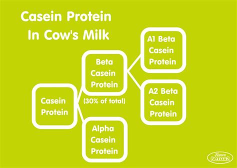 A2 Protein Explained Beta A2 Professional
