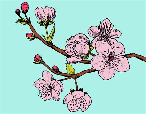 Disegni da colorare fiori coloradisegni. Disegno Ramo di ciliegio colorato da Utente non registrato il 26 di Settembre del 2015