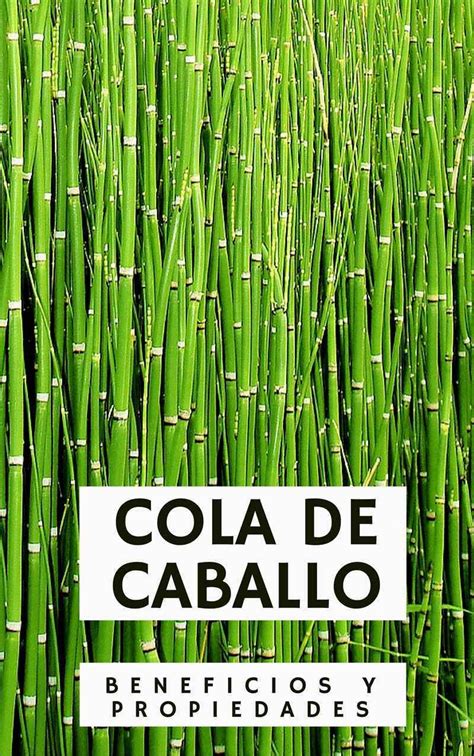Cola De Caballo Que Tipo De Planta Es Plantă Blog