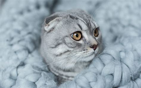 Scottish Fold Cat Cute Animals Domestic Cat Gray Cat Pets Breeds