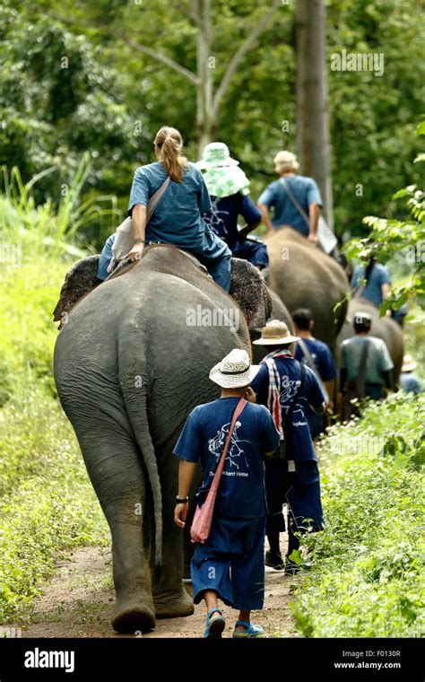 Thailand Elephant Walking Hi Res Stock Photography And Images Alamy
