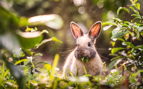 Cute Bunnies 4k Wallpapers Wallpaper Cave