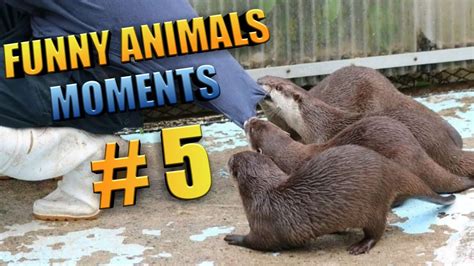🐰funniest 🐶animals😻 Moments Video 5 Try Not To Laugh 🐦 Youtube