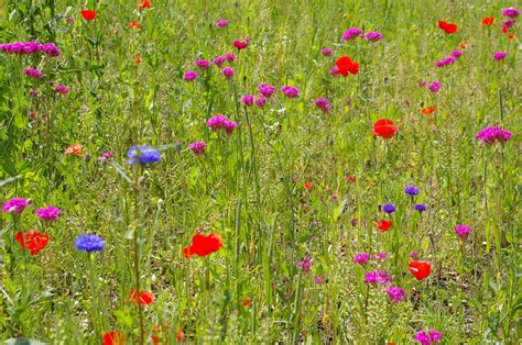 Why You Should Create A Wildflower Meadow In Your Garden Emma Reed