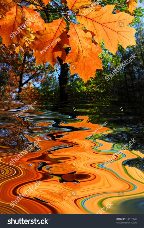 Colorful Autumn Leaves Water Reflection Stock Photo 14612248 Shutterstock