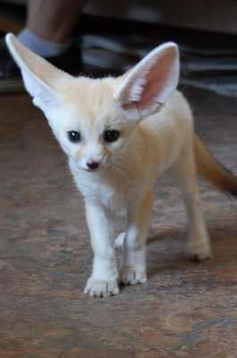 Veterinary services female silver fox fennec fox is a beautiful animal that will melt your heart at the first sight, and if you are looking for fennec fox for sale, you are at the right place. Fennec Fox Animals For Sale | Gate Parkway, Jacksonville ...