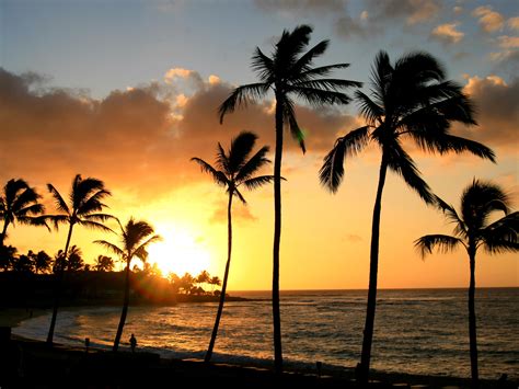 Free Images Sea Ocean Horizon Sun Sunrise Sunset Palm Tree