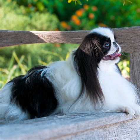 Japanese Chin Grooming Bathing And Care Espree