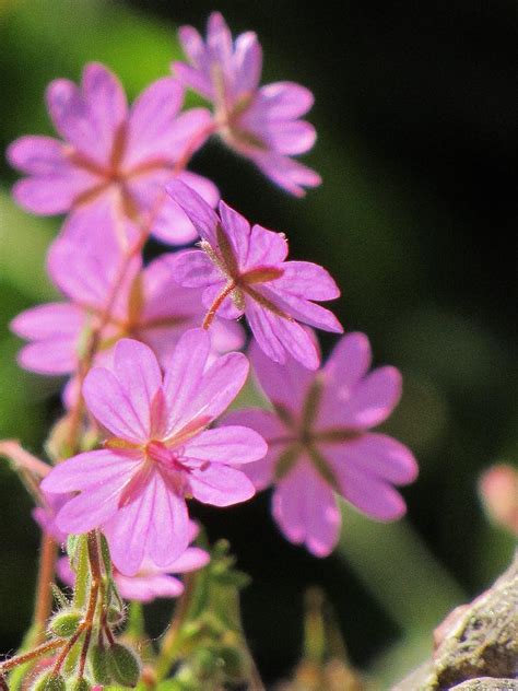 Wild Geraniums Photograph By Barbara Ebeling Pixels