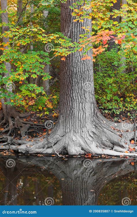 Tall Tree By The River With Reflection In The River Stock Image Image