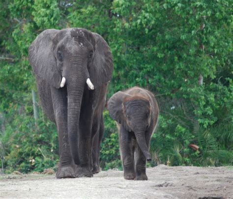 Disneys Animal Kingdoms Elephant Infant Luna Turns One
