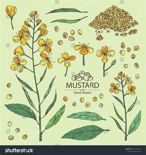 2428 Mustard Plant Drawing Images Stock Photos And Vectors Shutterstock