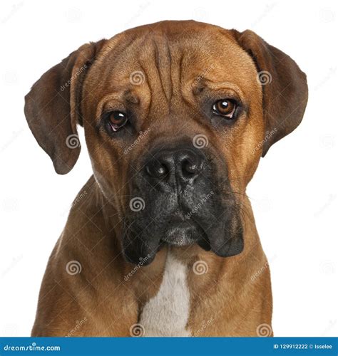 Close Up Of Cane Corso 9 Months Old Stock Photo Image Of Background