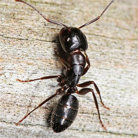 Black Ants Ealing Pest Control Apsl Pest Control Drainage Specialists