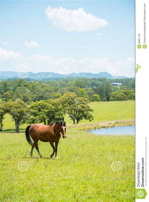 Horse In Farm Countryside Stock Photo Image Of Green 69661140