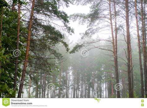 Misty Pine Forest Stock Photo Image Of Misty Pine Countryside 77356262