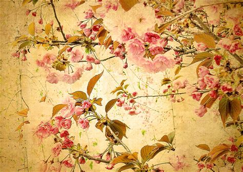 Vintage Blossom Photograph By Jessica Jenney