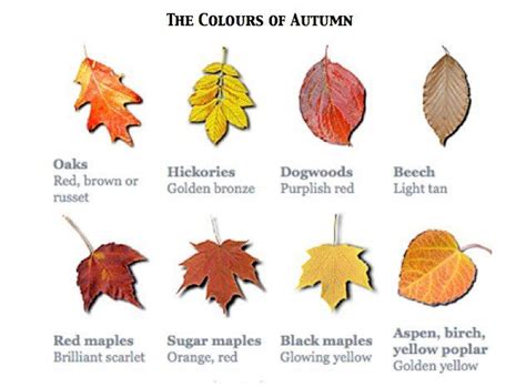 A Great Guide To Help Identify Trees Based On The Colours Of The