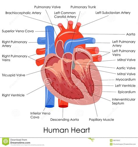 Heart Diagram Labeled Vector Illustration Of Diagram Of Human Heart