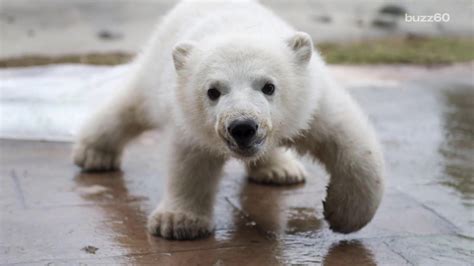 Meet Juno The Toronto Zoos Adorable Baby Polar Bear Aol News