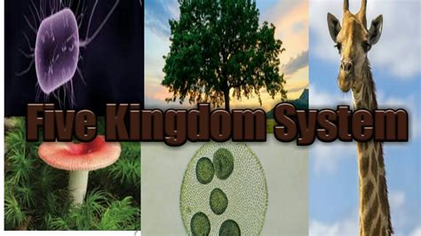 Five Kingdom System 5 Kingdoms Types Of Living Organisms