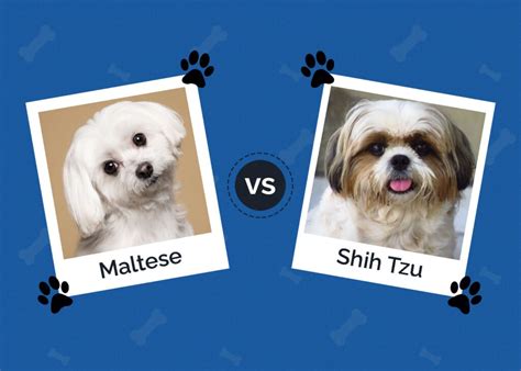 Maltese Vs Shih Tzu Main Differences With Pictures Hepper