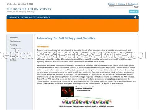 The Rockefeller University Laboratory For Cell Biology And Genetics