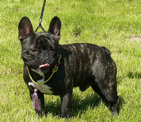 Sokak szívét rabolja el ez a franciaországból származó, apró termetű kutyafajta, hiszen kedves, családbarát jelleme . Francia bulldog (Bouledogue français) | Kutya-tár