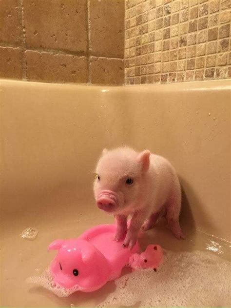 This Squeaky Clean Piggy Cute Baby Pigs Pet Pigs Cute Animals