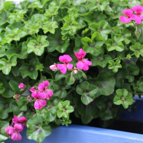 Ivy Geranium ‘reach Out Light Purple Greenhouse Product News