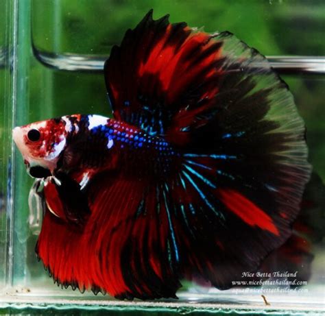 As symbols of prosperity in china, singapore, and other east asian countries, asian arowanas are some of the most expensive fish you can buy. The most expensive betta fish - Nice Betta Thailand.CO ...