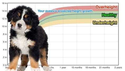 Bernese Mountain Dog Heightgrowth Chart How Tall Will My Bernese