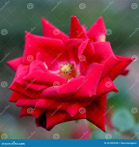 Old Red Rose Closeup Portrait Stock Photo Image Of Plant Garden