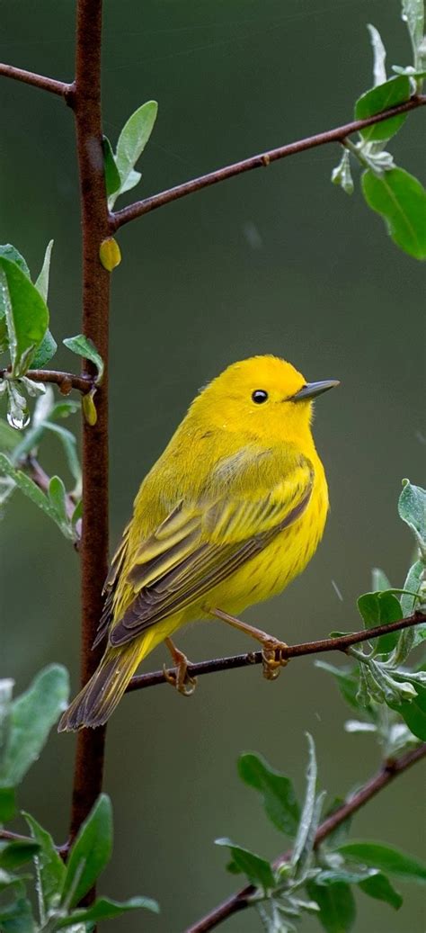 Beautiful Yellow Warbler Bird About Wild Animals