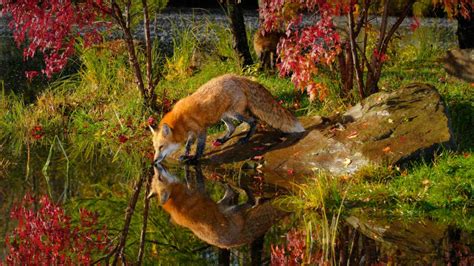 Red Fox National Geographic Wallpapers Desktop Earthly