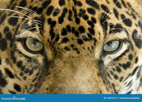 Close Up Eyes Jaguar Big Cat Costa Rica Stock Photo Image 12441674