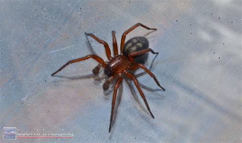 Tegenaria Agrestis Aka The Hobo Spider Steven Rosenow Flickr