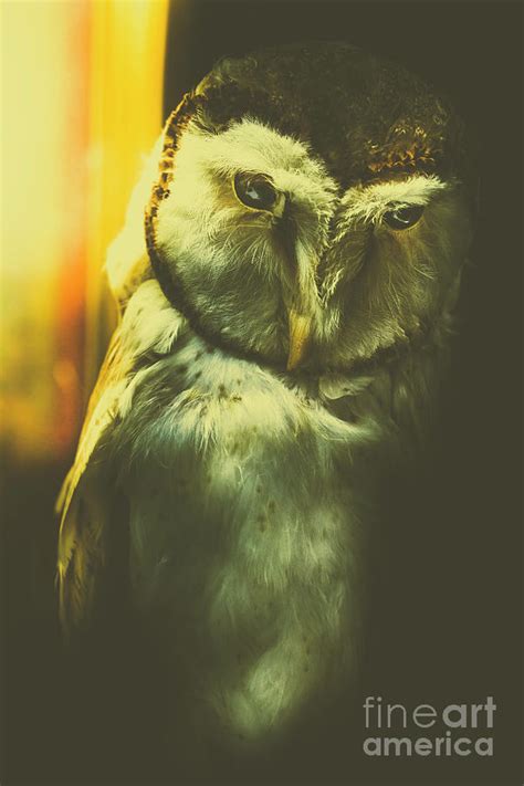 Night Owl Photograph By Jorgo Photography Fine Art America
