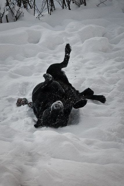 Karo Is Running In The Snow And Enjoy Winter Lab Puppies