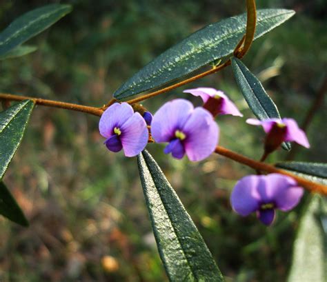 Asisbiz Tiny Bush Flowers Noosa National Park Qld Australia 28