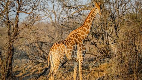 Wild Giraffe In African Safari