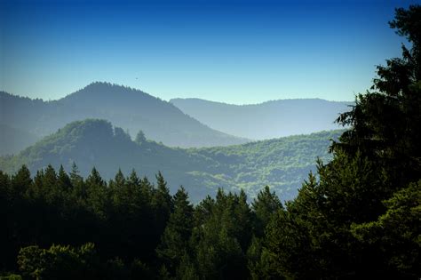 Free Images Landscape Tree Nature Forest Wilderness Cloud Mist