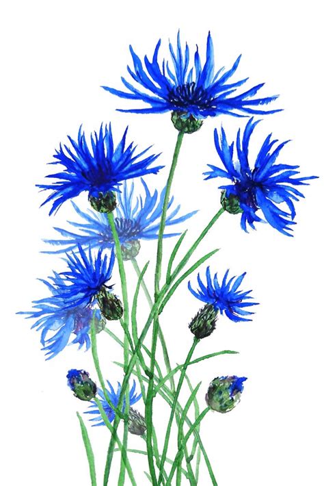 Blue Cornflower Art Print By Color And Color X Small Watercolor