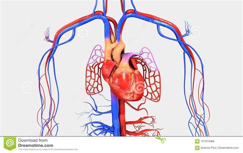 Coeur Avec L'appareil Circulatoire Illustration Stock - Illustration du ...