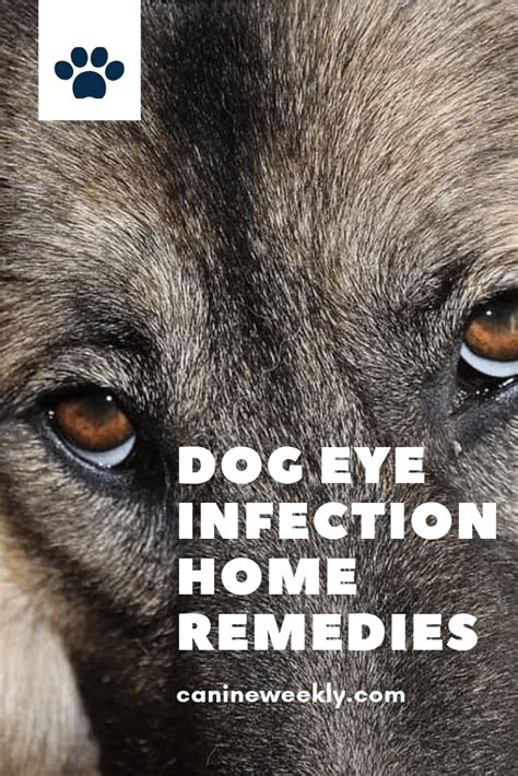 How To Treat Your Dogs Eye Infection At Home Roxie Grisham