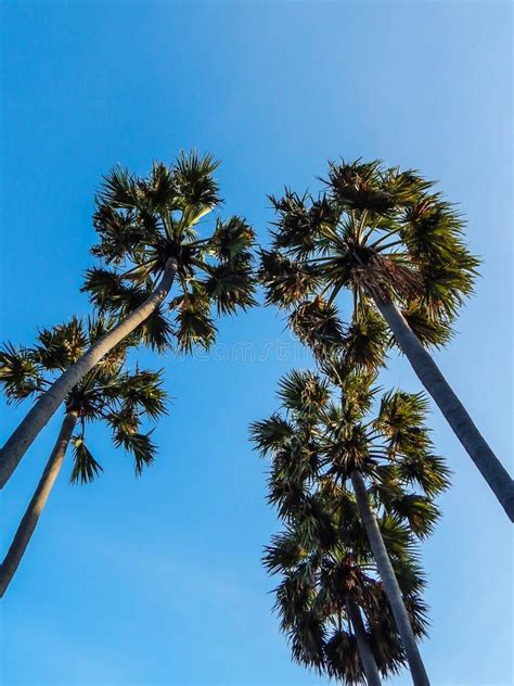 Looking Up At Palm Trees Against A Blue Sky Stock Photo Image Of