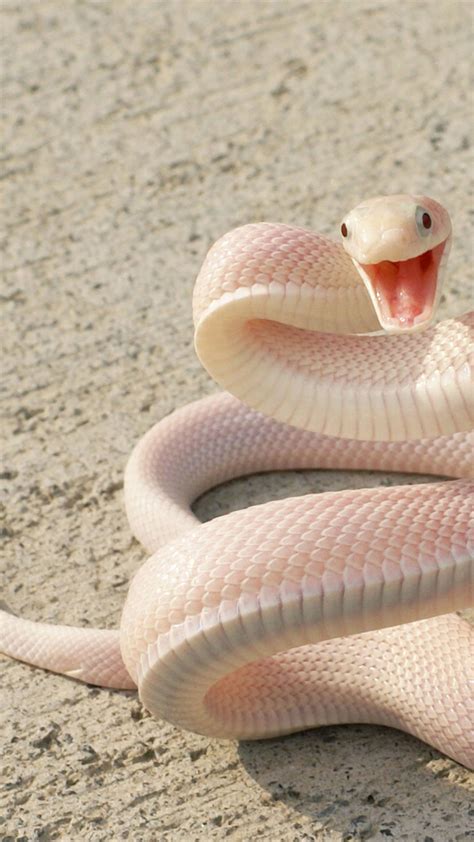 Wallpaper Snake Pink Snake Asphalt Eyes Attack Animals 1027
