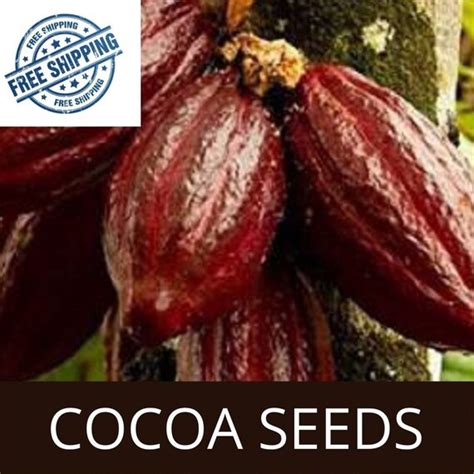 10 Organic Cocoa Seed For Planting Coco Theobroma Cocoa Seeds Etsy