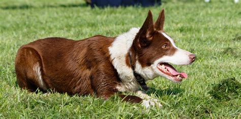 Dog Border Collie Free Stock Photo Public Domain Pictures