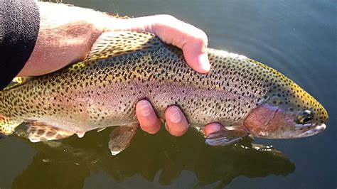 Rainbow Trout Colorado Trout Species Gold Medal Colorado Trout